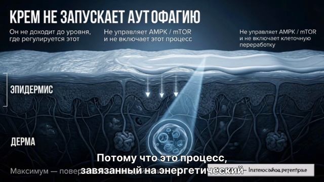АУТОФАГИЯ И КОСМЕТИКА. Что такое аутофагия, возможно ли стимулировать её косметикой.