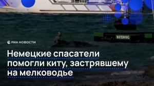 Немецкие спасатели помогли киту, попавшему на мель