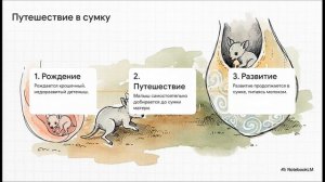 Биология 8 класс параграф 50 Многообразие млекопитающих