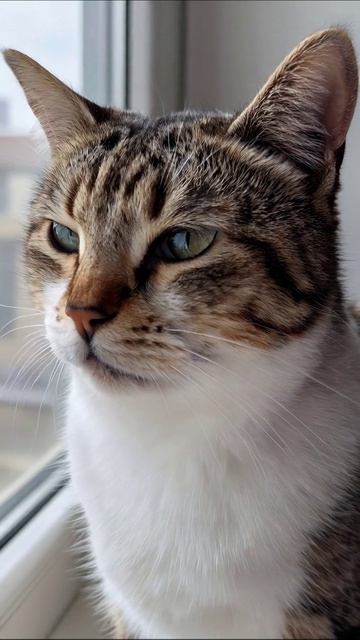 Очаровательный кот на окне #кот #приключения #домашнийпитомец