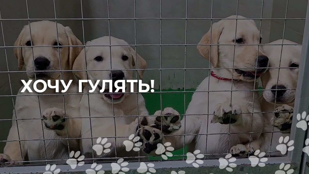 Росинка знакомится с улицей