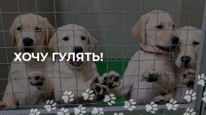 Росинка знакомится с улицей