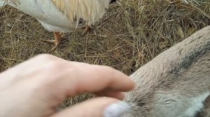 Скворцы принесли козлят))