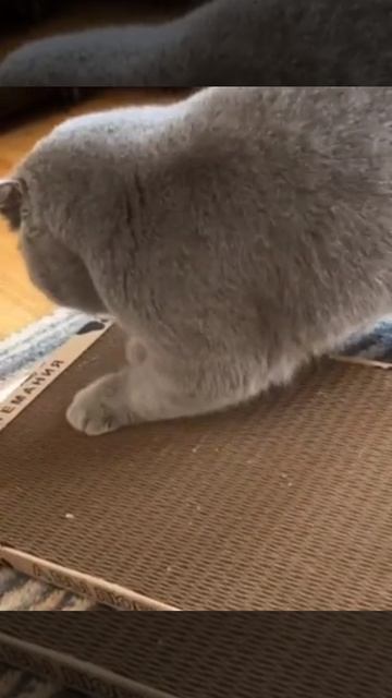 Когтеточка супер - точение когтей и кайф!❤️