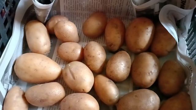 Картофель «Гала». Картофель «Королева Анна»