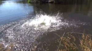 How to tame wild animals