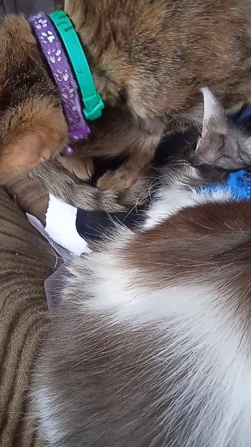 Барсик и Айва отдыхают