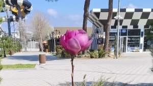 Тюльпашки, Магнолия, и что-то ещё! Анапа 27 марта Чёрное море