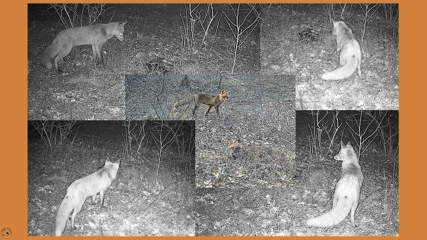 Танцы лиса вокруг бобра. Есть хочется, а страшно. Март 2026
