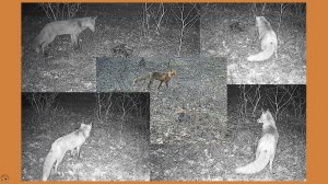 Танцы лиса вокруг бобра. Есть хочется, а страшно. Март 2026