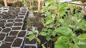 что делать с цветочным бутоном если на прививки пробудилась плодовая почка