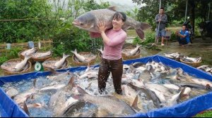 Купила много крупной рыбы у фермеров для перепродажи ее жителям деревни. Фуонг. Вьетнам