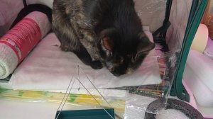 Льготные лекарства. Обзор с Озон.