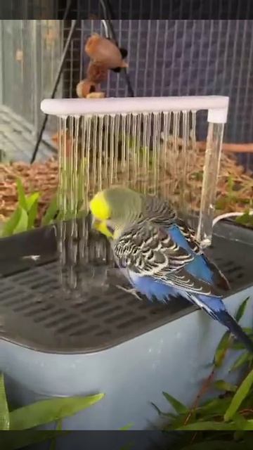 Личный душ для попугая