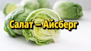 Салат Айсберг в огороде: быстрый урожай и уход