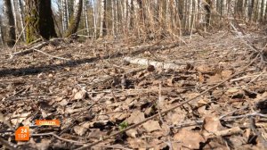 Клещи уже проснулись