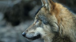 Жестокая расправа: в британском зоопарке усыпили стаю волков