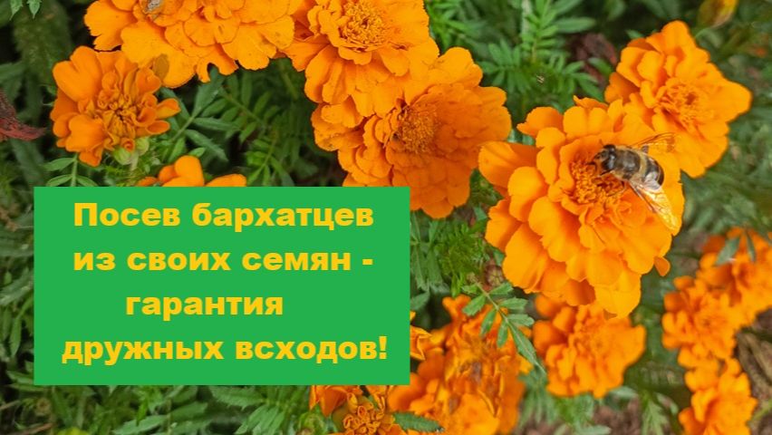 Посев бархатцев из своих семян — лучший вариант получить красоту!