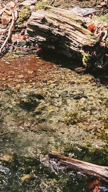 Домбай | Весенний лес, 27.03.2026