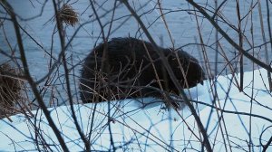 Бобры 27.03.2026