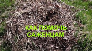 Как я помогаю саженцам хорошо расти.