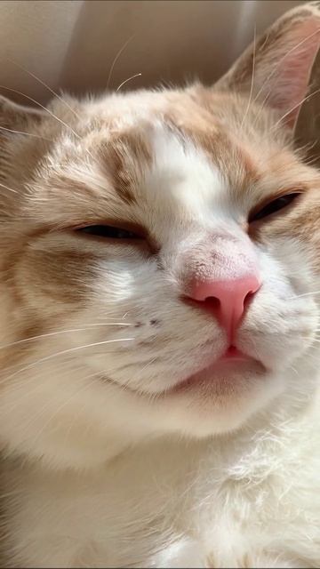 Моя уютная кошка расслабляется #кот #домашниеживотные #милота