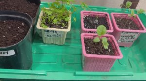 Пикирую сельдерей.