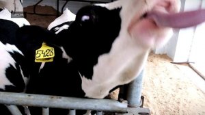 В Тверской области увеличена ставка субсидии на производство молока