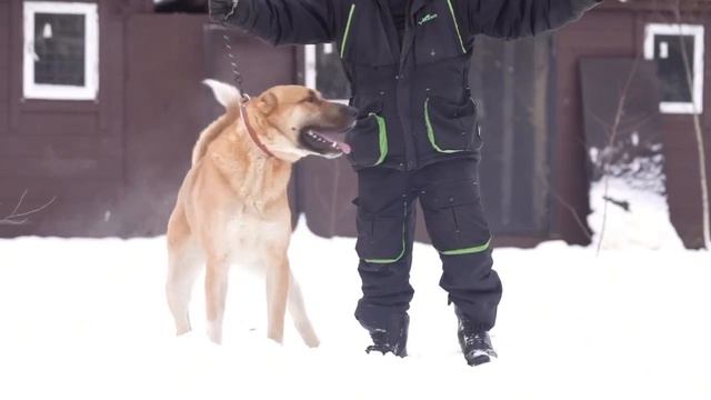 Жизнерадостный медвежонок САО Георгий 🍀 ищет 🏠❗Пост в описании 🎥 #сао #собака #алабай #любовь