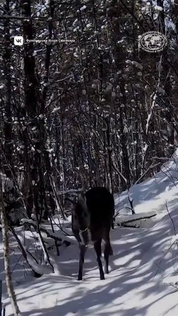 Олень с клыками! Автор:@altzapovednik #родныепросторы #открываюмир #природа #животные #shorts