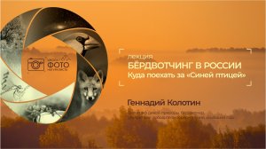 Бёрдвотчинг в России. Куда поехать за своей «синей» птицей? Геннадий Колотин, Нижний Новгород.