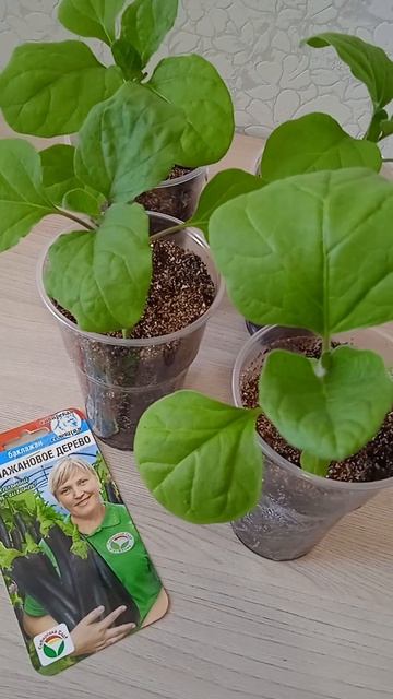 Рассада баклажанов сорта гиганта через неделю после пикировки