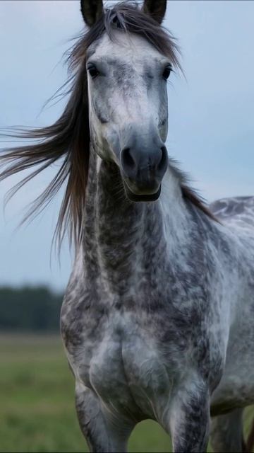 Конь на пастбище: величественная грация #лошади #природа #животные