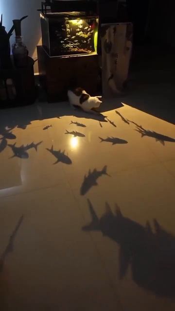 Игры котика #топ #коты #котики #животные  #кошки