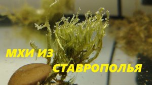 Ставропольские мхи