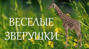 Веселые зверушки