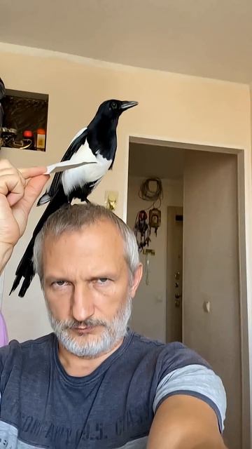 Летающий банкомат#домашняя #сорока]