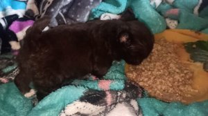 #СКИДКИ Евгеника #ЦЕНА в видео #MAX +79215950848 #купить_щенка_чихуахуа_продаю ЕСТЬ ДОСТАВКА