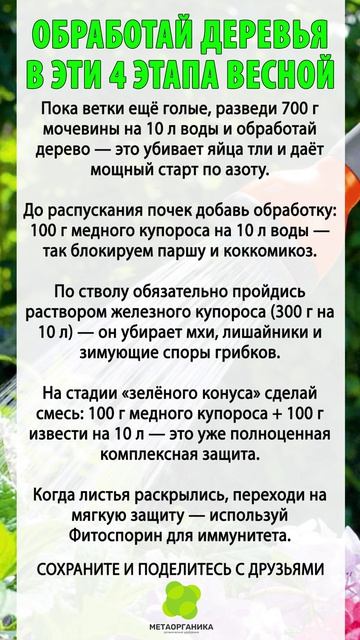 Обработай деревья В ЭТИ 4 ЭТАПА