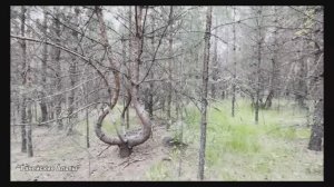 Родные просторы