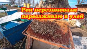 ПЕРЕСАЖИВАЮ ДВА ПОЙМАННЫХ НЕБОЛЬШИХ РОЯ ПОСЛЕ ЗИМОВКИ.