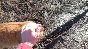 Ежегодеее весеннее в деревне.