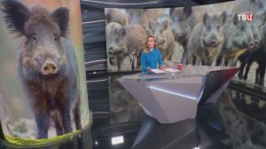 Кабаны захватили нижегородскую деревню и ведут себя по-свински