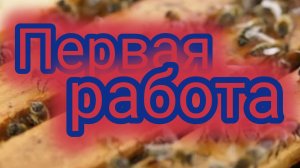 Первая работа 🐝🐝🐝