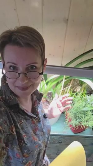 Гиппеаструмы купила ровно год назад. Луковицы были все в ужасном состоянии Как они сейчас?