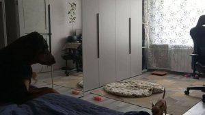 Собачки играют 😀