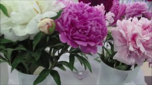 ПИОНЫ НА ВЫСТАВКЕ (сьёмка, монтаж Марины Романовой, музыка Марины Романовой)