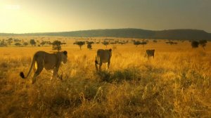 BBC: Серенгети 2 сезон 4 серия (документальный сериал, 2019)