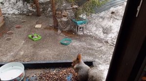 обедают зверята