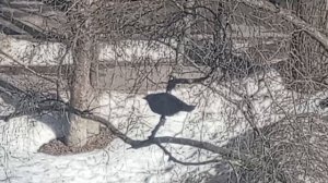 Галка крупным планом. VID_20260317_135756